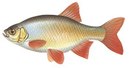 Усадьба Никольское - иконка «рыбалка» в Цаган-Амане